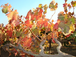 2009 Oct-Lodi California